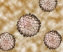 imagen papilomavirus